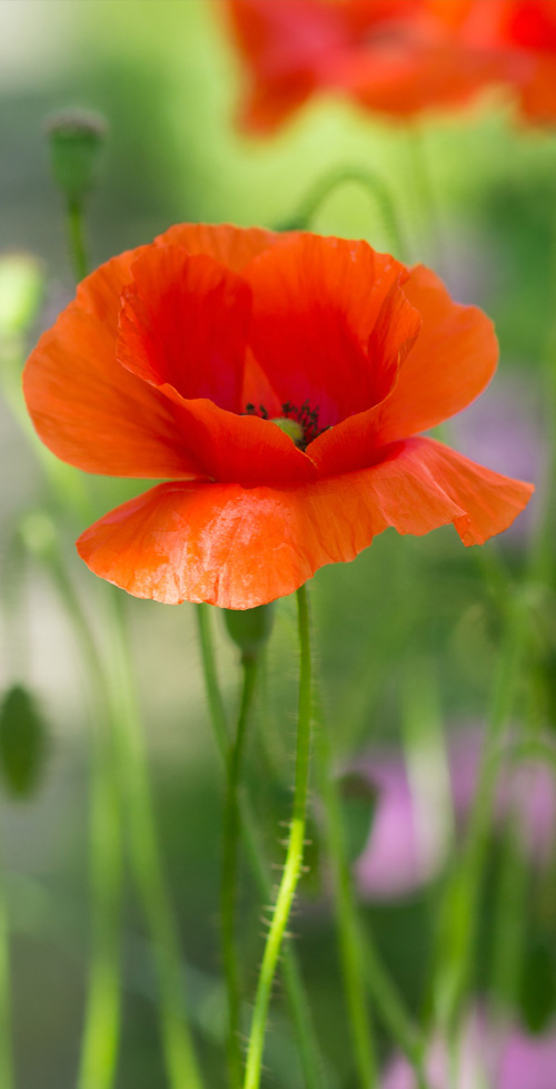 Stresscounseling bij Marc Bol Massage Stompetoren